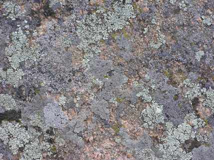 lichen on rock