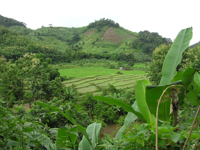 Rice Cultivation